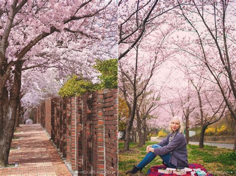 best places to see cherry blossoms in korea there she goes again