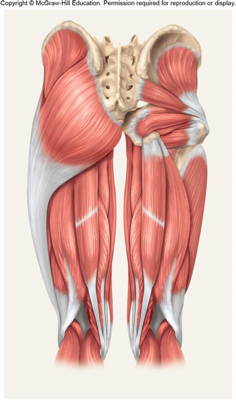 Posterior Thigh Muscle Labeling Diagram Quizlet