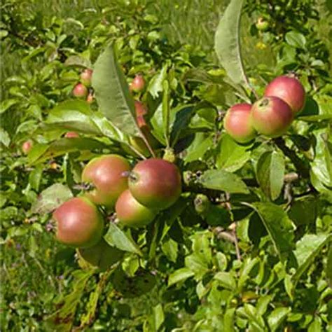 Southern Crabapple Nutrition Facts Southern Crabapple Health Benefits