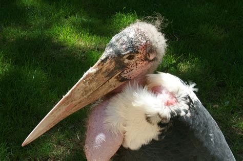 Amazing Animals Pictures The Ugliest Bird Of Africa The Marabou Stork