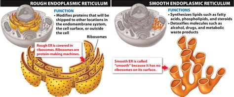 The endoplasmic reticulum is an organelle found in eukaryotic cells that form an interconnected network of cisternae.a cell is the smallest structural and each type of organelle plays a specific role in the function of the cell. chapter 04