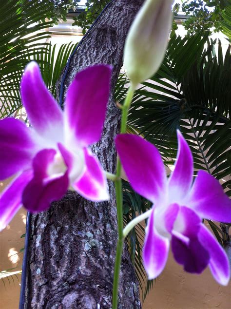 Love This Purple Color Purple Color Orchids Color