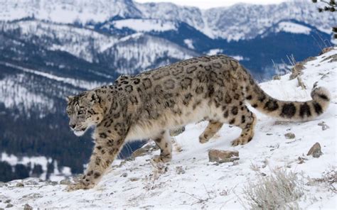 Snow Lepoard 1 Global Snow Leopard And Ecosystem Protection Program