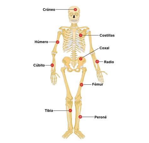 Principales Huesos Del Cuerpo Humano Saber Es Práctico