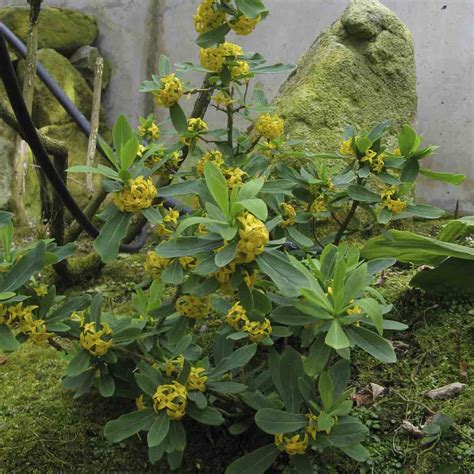 Daphne Pseudomezereum A Gray