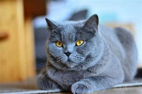 Maybe you would like to learn more about one of these? Discover What Cats Are Hypoallergenic And Why They Won't ...