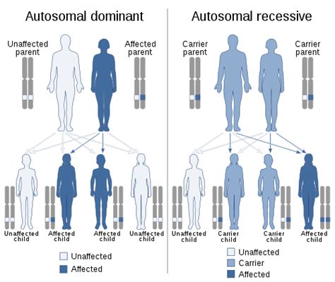 If a gene lies in this region, will its pattern of transmission be more like that. WikiZero - Dominance (genetics)