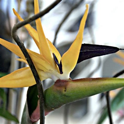 Yellow Bird Of Paradise Strelitzia Reginae Mandelas Gold Plant Exotic