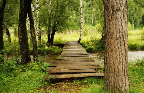 Free Images Landscape Tree Wilderness Trail Bridge Green Jungle