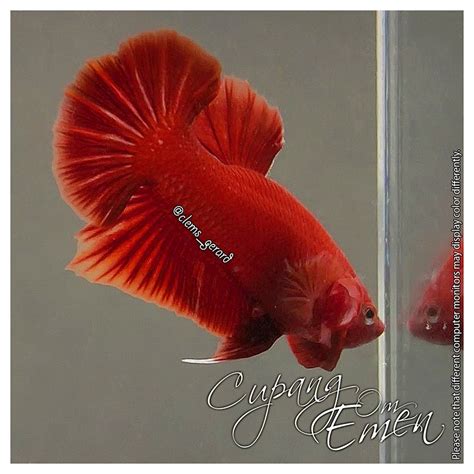 Jual Ikan Cupang Betta Plakat Hmpk Super Red Merah Male Murah Banget