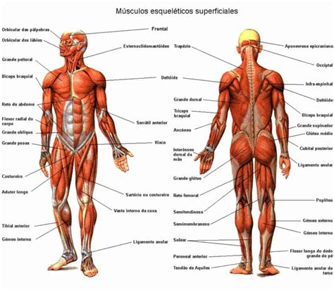 Sistema Muscular Sistema Muscular Humano Sistemas Del Cuerpo Humano