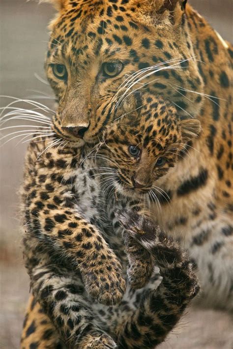 Leopard With Baby By Thomas Blümel On 500px Animals Cute Animals