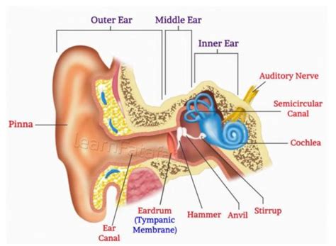 Sound Class 9 Science Structure Of Human Ear Youtube