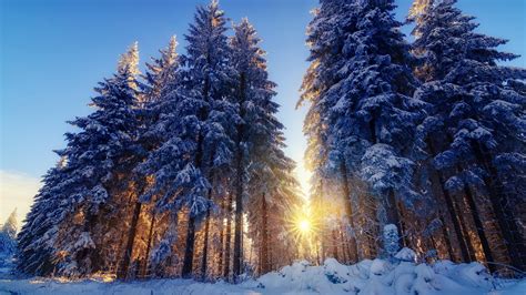 Wallpaper Winter Snow Forest Tree Sun Rays Desktop