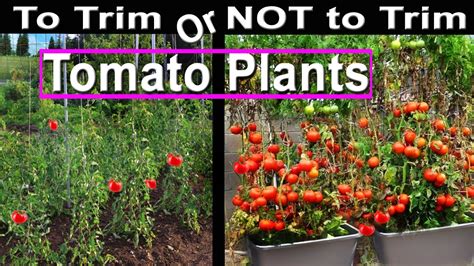 How To Prune Tomatoes For Maximum Production 🍅 Tips On Plant Health