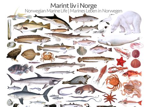 Norwegian Marine Life Marint Liv I Norge Poster Gone71° N