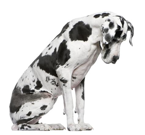 How can i prepare the mushroom. Secondhand Smoke Affects Pets Too | Corydon Animal Hospital