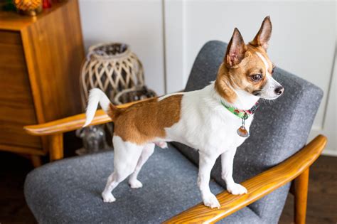 Everything You Need To Know About A Chihuahua Terrier Mix The Terrier Guide