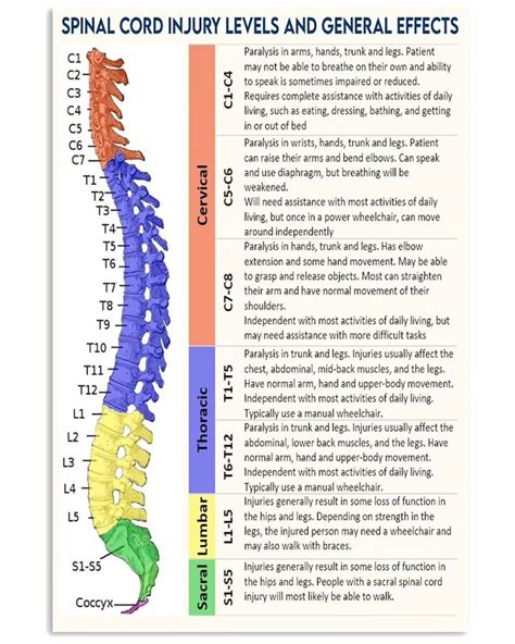 Chiropractor Spinal Cord Injury Levels Poster 12x18 Inches Etsy Uk
