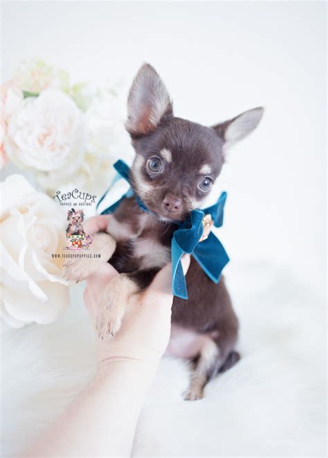 Chocolate Chihuahua Puppies Teacup Puppies And Boutique