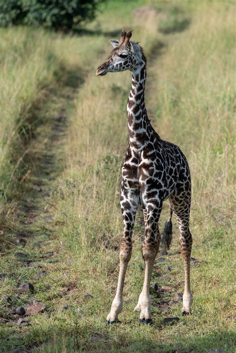 Baby Giraffe On A Road Eric Kilby Flickr