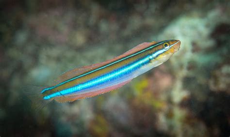 Ewa Fangblenny Plagiotremus Ewaensis Fish Pet Marine Life Animals