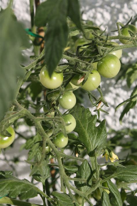 Unripe Tomatoes In The Garden Free Image Download