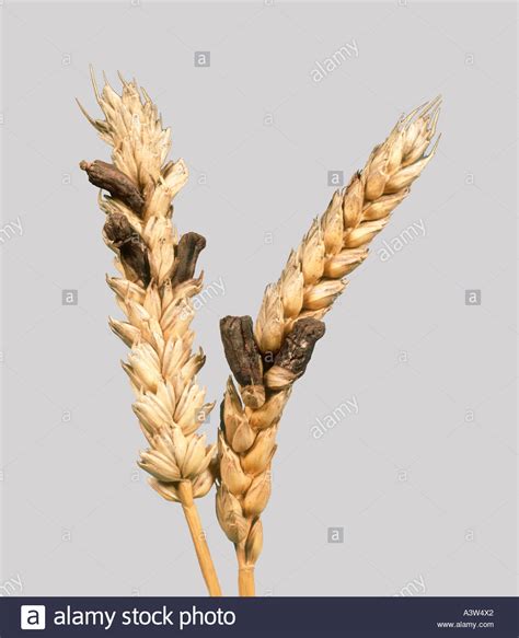 http://www.alamy.com/stock-photo-ergot-claviceps-purpurea-replacing-grains-in-a-ripe-wheat-ear-6206625.html