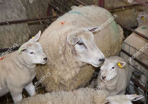 Domestic Sheep Texel Ewe Lambs Market Editorial Stock Photo Stock