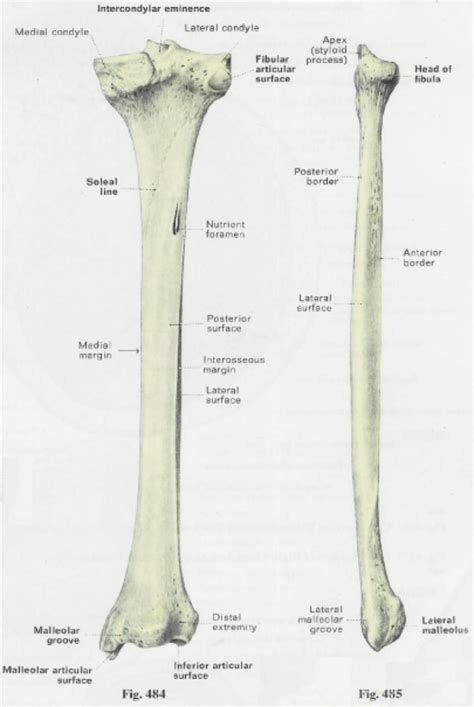 Diagram Tibia Fibula Bone Diagram Mydiagramonline