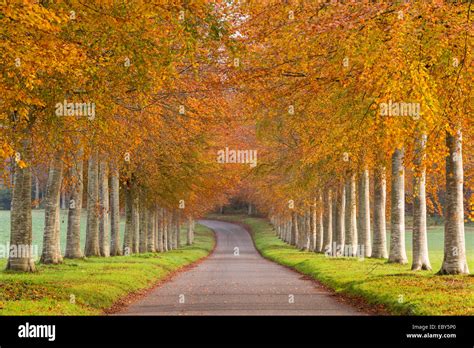Autumn Trees Uk Hi Res Stock Photography And Images Alamy
