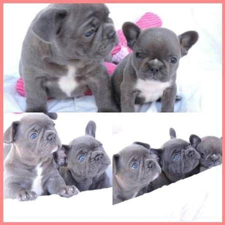 It's free to post an ad. male/female french Bulldog Ready to Leave in 2020 | French ...