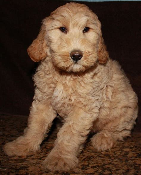 Age appropriate vaccinations on a health record with appropriate deworming. Labradoodle Puppies for sale Australian Labradoodles ...