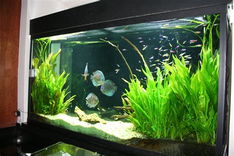 Discus Tank With Creek Like White Sand Fish Tank Plants Freshwater
