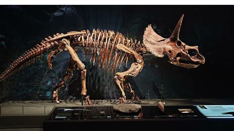 Triceratops Evolution Features Diet Behavior And Legacy In Depth