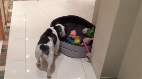 If you have a french bulldog, training can be a mixed bag. This Dog Just Got A New Bed, And His Reaction Is A Bit ...