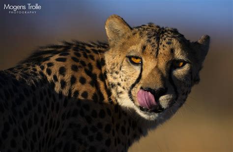 Cheetah Ray Of Light Wild Cats Big Cats Cheetah