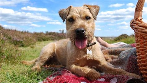 National Picnic Month: 9 Tips To Have A Fun, Safe Picnic With Your Dog