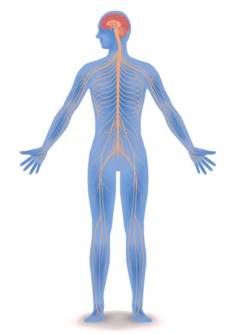 Central Nervous System Diagram Labeled Parts Of The Nervous System