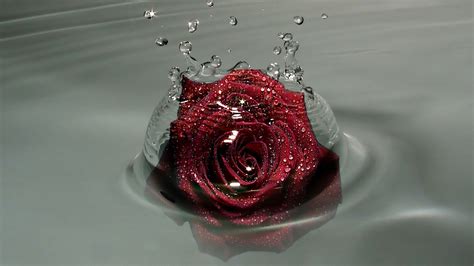 Rose With Water Drops Wallpaper Wallpapersafari