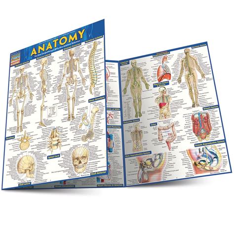 Anatomy Laminated Study Guide 9781423222781 Anatomy Study Guide