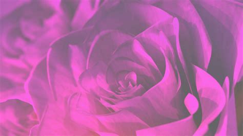 Pink Rose Backgrounds 46 Images