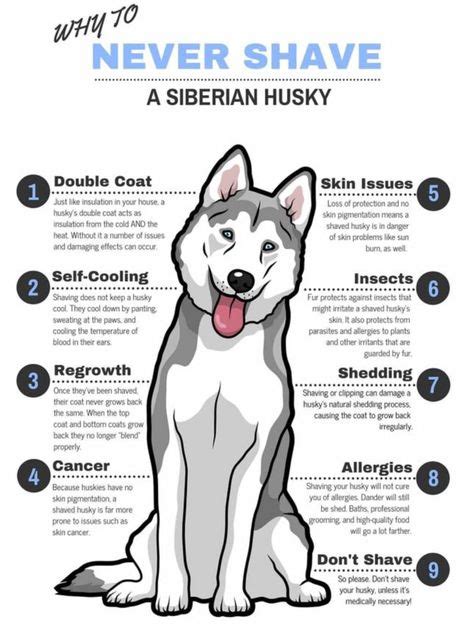 44 Best Husky Training Tips Husky Breed Information Raising And