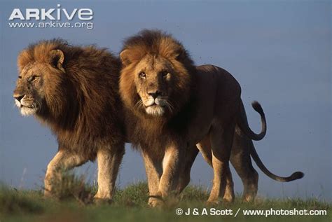 African Lion Facts And Information ~ Habitat Status Range And More