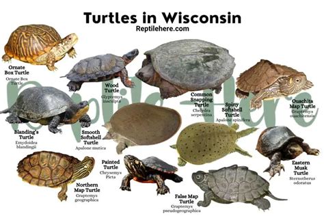 11 Types Of Turtles Found In Wisconsin Nature Blog Network