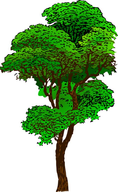 Tree Clip Art At Vector Clip Art Online