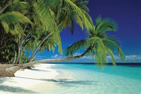 Maldives Beach Palm Trees Ocean Island Tropical Paradise Photo Poster