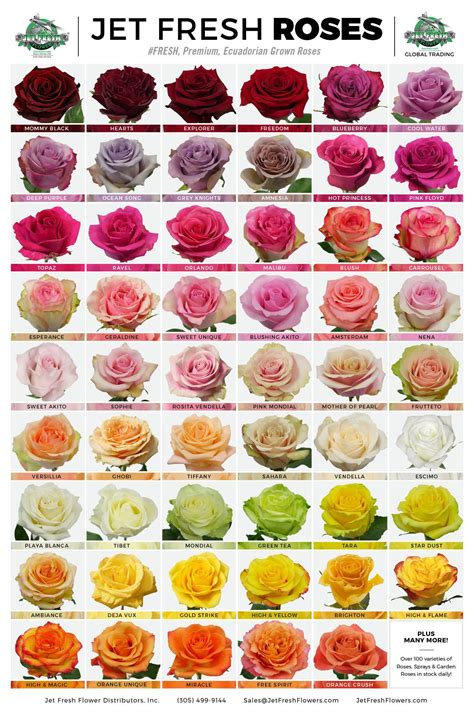 Rose Color Meaning Chart