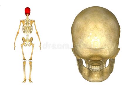 The skull is a skeletal framework of the head of vertebrates, that supports the face and makes a protective cavity concerning the brain. Human Skull back stock illustration. Illustration of fitness - 43014370