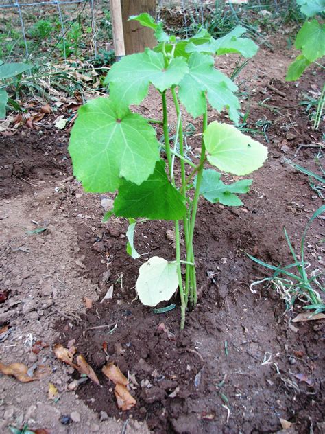 Musing On How Does Your Okra Grow Jamie Miles Blog